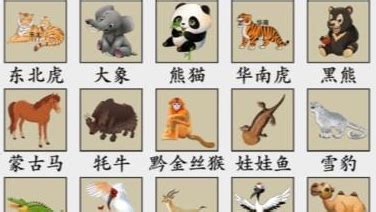 動物代表|動物